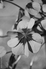 preview bw