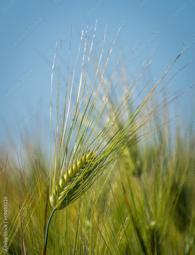image to crop