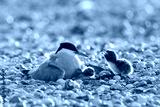 preview cold