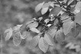 preview bw