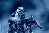 preview cold
