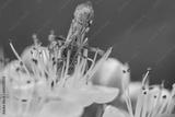 preview bw