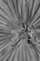 preview bw