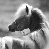 preview bw