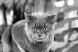 preview bw