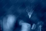 preview cold