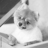 preview bw