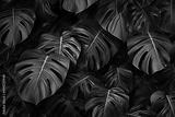 preview bw