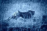 preview cold