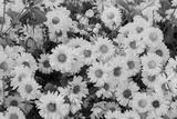 preview bw