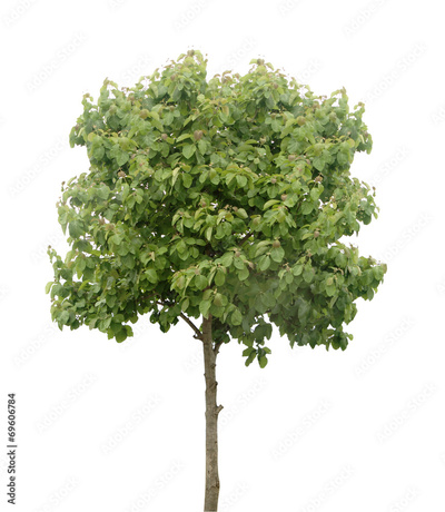 image to crop