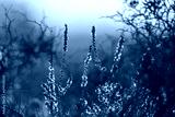 preview cold