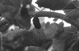preview bw