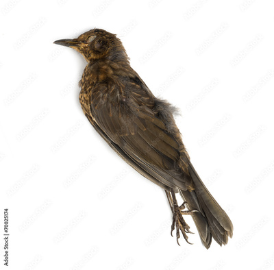 image to crop