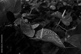 preview bw