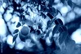 preview cold