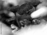 preview bw