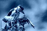 preview cold