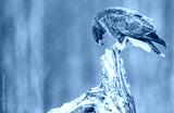 preview cold