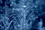 preview cold