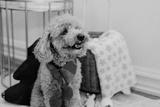 preview bw