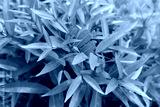 preview cold