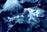 preview cold