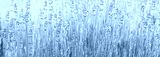 preview cold