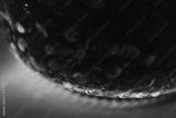 preview bw