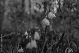 preview bw