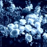 preview cold