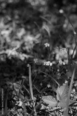 preview bw