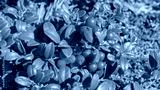 preview cold