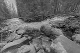 preview bw