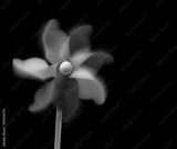 preview bw