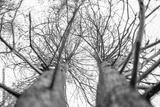 preview bw
