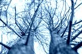 preview cold