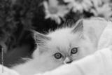 preview bw
