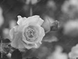 preview bw