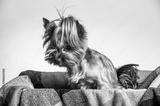 preview bw