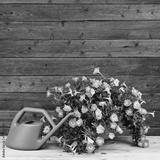 preview bw