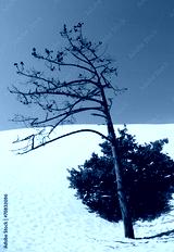 preview cold