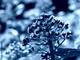 preview cold