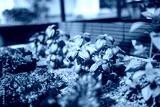 preview cold