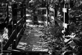 preview bw