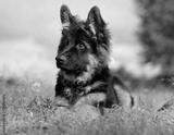 preview bw