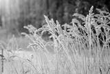 preview bw