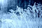 preview cold