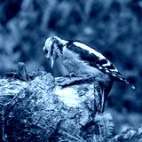 preview cold