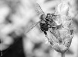 preview bw
